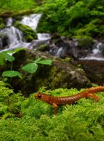 چشم‌اندازهای فریبنده؛ برندگان عکاسی مناظر طبیعی ۲۰۲۵