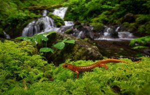 چشم‌اندازهای فریبنده؛ برندگان عکاسی مناظر طبیعی ۲۰۲۵